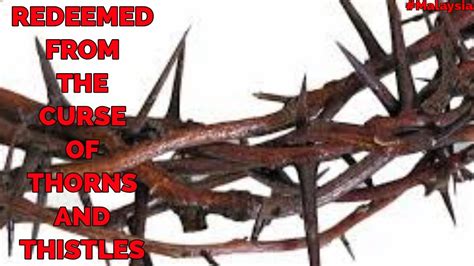 The Curse of Thorns: Fact versus Fiction